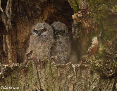 Great Horned Owlets