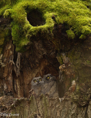 Great Horned Owlets