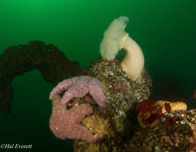 Rockaway Reef