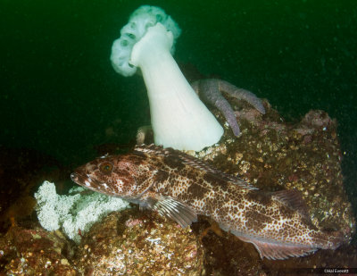 Lingcod, Guarding Egg Mass