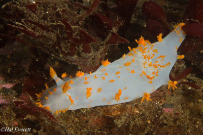 Clown Nudibranch