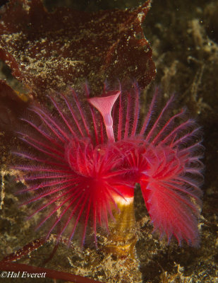 Feather Duster Worm