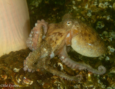 Giant Pacific  Octopus