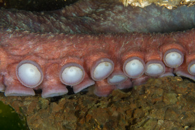 Giant Pacific Octopus Arm,  Suction Cups