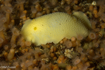 Sea Lemon Nudibranch in Field of Orange Zoanthids