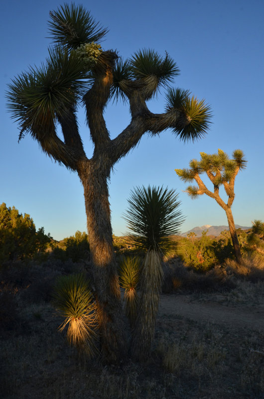 DSC_9942.jpg