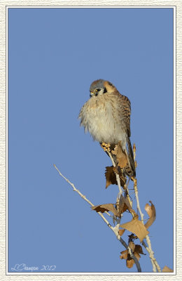 DSC_6368-nx 72wf.jpg