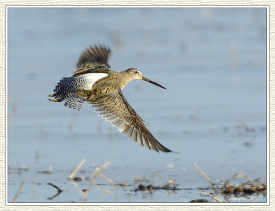 DSC_6452-nx 72wf.jpg