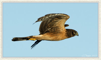 DSC_6638 72wf.jpg