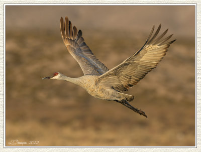 DSC_7226 72wf.jpg