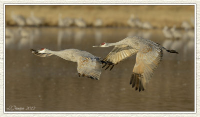 DSC_7392-nz 72wf.jpg
