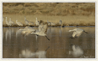 DSC_7466-nx 72wf.jpg