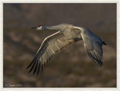 DSC_7489 72wf.jpg