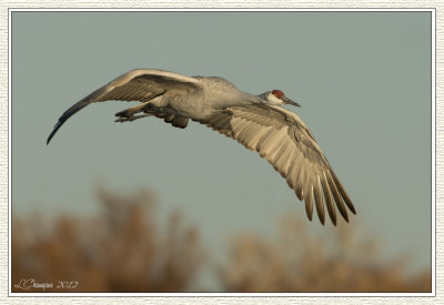 DSC_6607 72wf.jpg