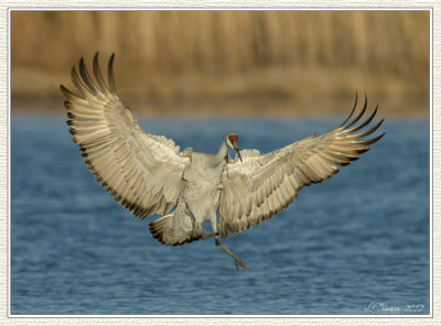 DSC_4816 72wf.jpg