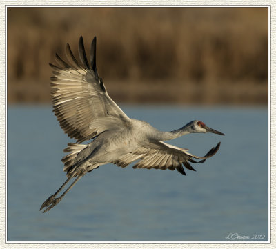 DSC_6562 72wf.jpg