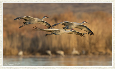 DSC_5037 72wf.jpg