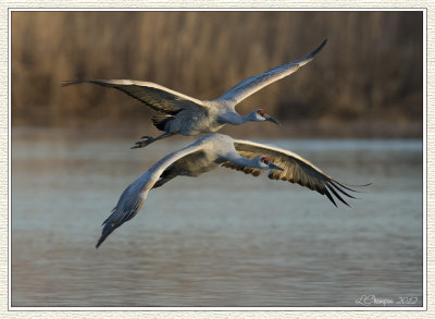 DSC_3940-2 72wf.jpg