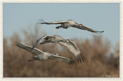 DSC_6470 72wf.jpg