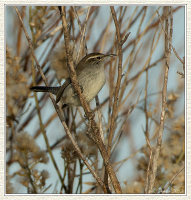 DSC_6495 72wf.jpg