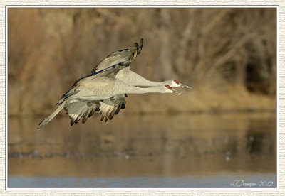 DSC_6500-nx 72wf.jpg