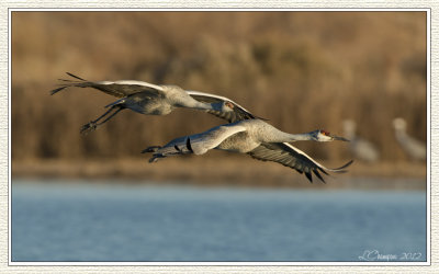DSC_6585 72wf.jpg