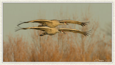 DSC_6684 72wf.jpg