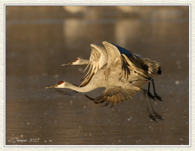 DSC_7181 72wf.jpg