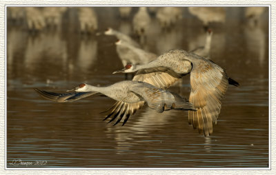 DSC_7386 72wf.jpg