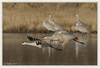 DSC_7472 72wf.jpg