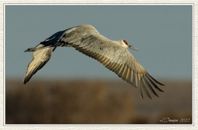 DSC_4590 72wf.jpg