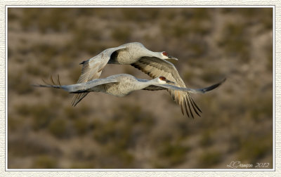 DSC_5484 72wf.jpg
