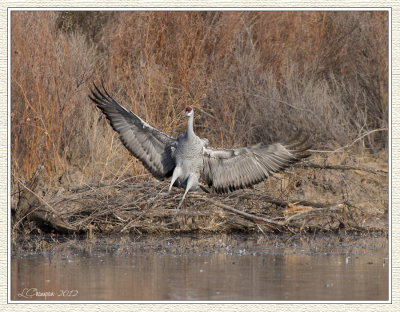 DSC_5864 72wf.jpg