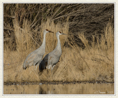DSC_5881 72wf.jpg