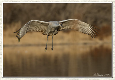 DSC_5910 72wf.jpg
