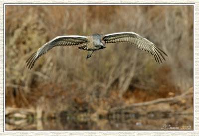 DSC_5930 72wf.jpg