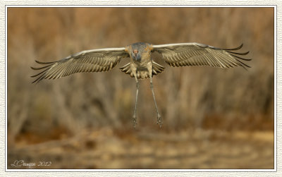 DSC_5936 72wf.jpg