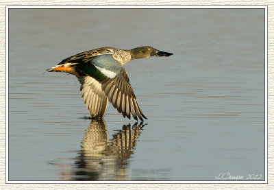 DSC_5944 72wf.jpg