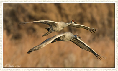 DSC_5950 72wf.jpg