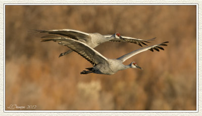 DSC_5951 72wf.jpg