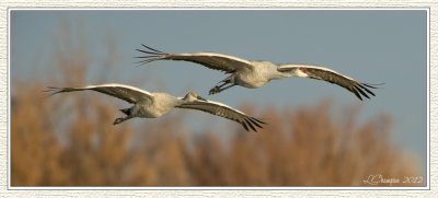 DSC_5951-2 72wf.jpg