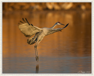 DSC_6203 72wf.jpg