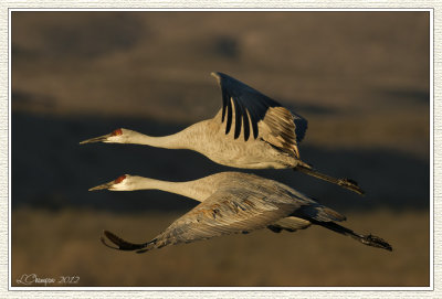 DSC_7270 72wf.jpg