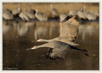 DSC_7291 72wf.jpg