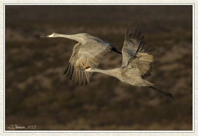 DSC_7366 72wf.jpg