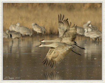 DSC_7470 72wf.jpg