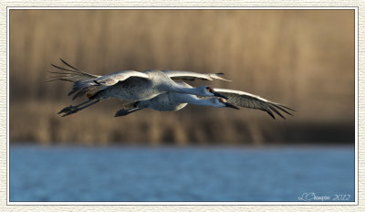 DSC_3787 72wf.jpg