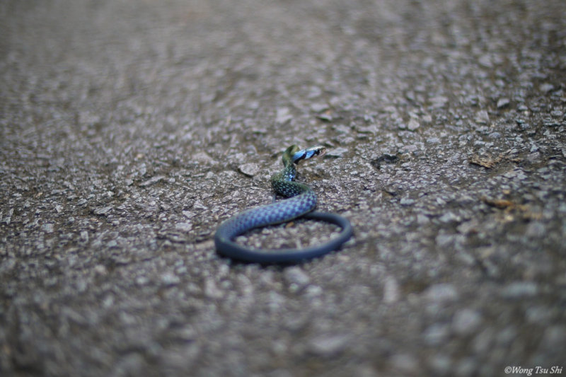 <i>(Coelognathus flavolineatus)</i><br />Juvenile Common Malayan Racer 