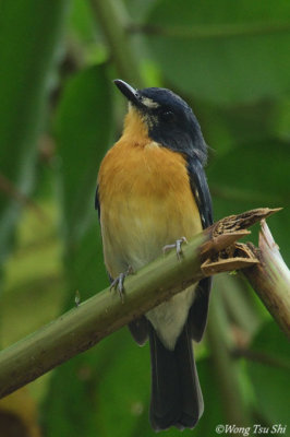 (Cyornis rufigastra) Mangrove Jungle-flycatcher ♀