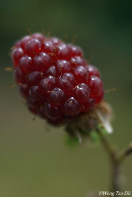 P1090767.jpg